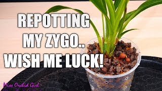 Repotting my Zygopetalum Orchid  How to handle an Orchid you dont know much about [upl. by Jaime]