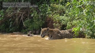 Pantanal highlights  Deepest Pantanal series [upl. by Miculek]