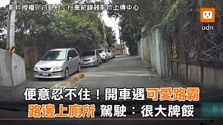 便意忍不住！開車遇可愛路霸 路邊上廁所 駕駛：很大牌餒｜搞笑 [upl. by Tyree178]