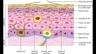 Melanocyte and merkel cells found in the stratum basale of the epidermis [upl. by Margalo968]