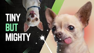 The Heartwarming World of Chihuahuas Facts amp Care Tips  chihuahua dogbreeds [upl. by Nibor]