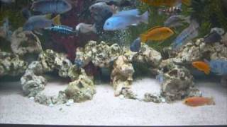 AFRICAN RIFT LAKE CICHLIDS TANK 1209 [upl. by Nwahsauq45]