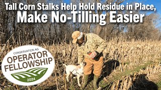 Tall Corn Stalks Help Hold Residue in Place Make NoTilling Easier [upl. by Egidius577]