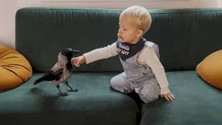 Wild crow follows toddler everywhere  even rides bike with him [upl. by Dnomra191]