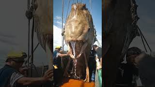 Giant Sea Creatures EXPOSED by Fishermen [upl. by Atteuqihc]