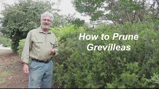 How to Prune Grevilleas  Part 1 [upl. by Nottnerb428]