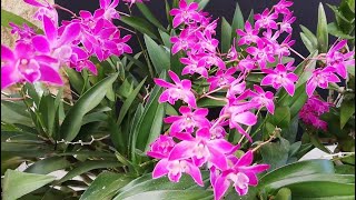 DENDROBIUM KINGIANUM ACTUALIZACION Y CUIDADOS [upl. by Eelyam]