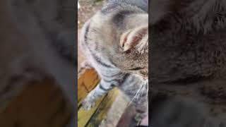 Pisi pisi 😻cat kesfetteyiz sokakkedisi sokakkedileri cute kediseverler keşfet [upl. by Anidan84]