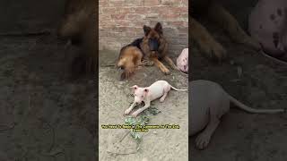 Puppy ears stand up or not minizoo gultairpuppies germanshepherd petsvlogs foryou [upl. by Sirron]