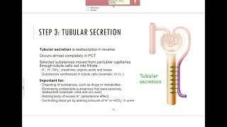 256  Tubular Secretion [upl. by Rianna]