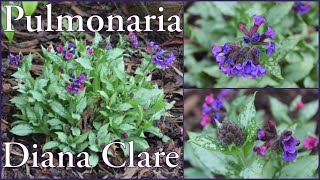 Pulmonaria Diana Clare Lungwort Evergreen Ground cover Spring flowers My Walled Garden 4k [upl. by Rhyner]