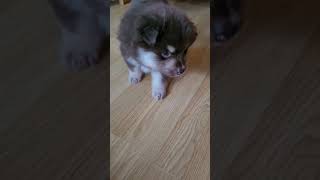 Finnish Lapphund puppy 5 weeks old [upl. by Senecal]