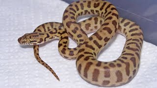 I Got Another Snake Meet The Stimsons Python [upl. by Carrel]