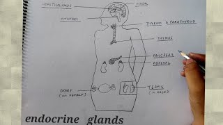 how to draw endocrine glands in human beings l how to draw endocrine glands in human beings class 10 [upl. by Attenod]