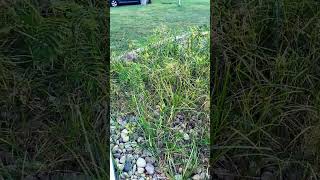 How do you get rid of nutgrass [upl. by Annim]