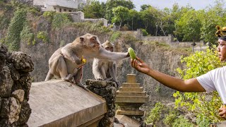 The Bartering Monkeys of Bali  Planet Earth III  BBC Earth [upl. by Arvad]