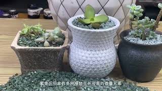 多肉植物 养花人的乐趣 绿沸石 养猫人 佛系养花 [upl. by Hooper]