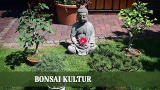 Bonsai Rückschnitt  Wie man einen Bonsai schneidet und pflegt [upl. by Modestia]