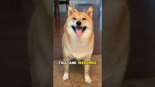 Meet the Shiba Inu Japans most lovable and quirky dogquot [upl. by Ettennor665]