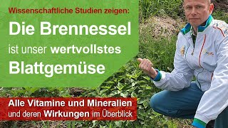 Brennessel Wirkung  Studien zeigen ​Als Heilpflanze wirkt Sie ganzheitlich auf alle Körpersysteme [upl. by Suirtimid]