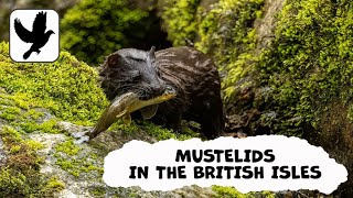 Mustelids In The British Isles [upl. by Ytineres]