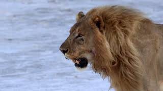 Lion Etosha National Park [upl. by Carrnan998]