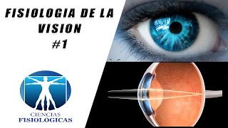 Fisiologia de la Vision 1 [upl. by Chara773]