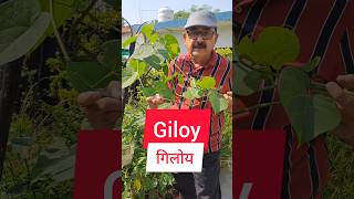 Superfood Giloy गिलोय  The Miracle Plant for Health and Wellness  स्वास्थ्य लाभ के लिए अनिवार्य [upl. by Sterling456]