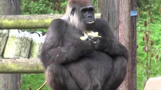 Gorillas Port Lympne [upl. by Atig]