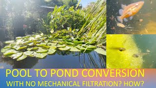 Pool to Pond Conversion with NO Mechanical Filtration [upl. by Eanod]