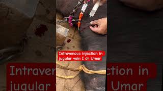 Intravenous injection in jugular vein l dr Umar khan [upl. by Eustasius328]