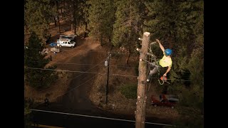 Ponderosa Tree removal in Bend Oregon [upl. by Barnett]