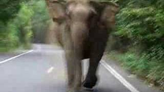 Elephant attack in Khao Yai National Park [upl. by Hooper]