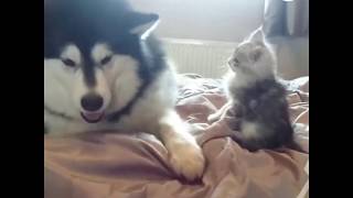 Alaskan malamute and a kitten fight [upl. by Refinnej191]