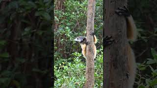 Peaceful tranquilRed fronted brown lemur [upl. by Olrac]