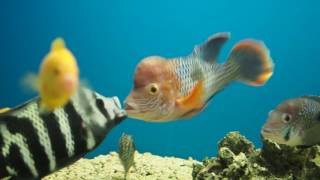 Green Terror cichlids fighting vs Heterotilapia Buttikoferi [upl. by Cyndia]