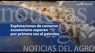 🔴 Exportaciones de camarón ecuatoriano superan por primera vez al petróleo  NDA [upl. by Tihom]