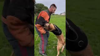 Tu connais la garde de panier  redog chien malinois abonnetoi chienmignon [upl. by Ydniw]