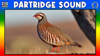 🐦 PARTRIDGE SOUND  PARTRIDGE SOUND EFFECT  SOUND OF PARTRIDGE  NOISE OF PARTRIDGE [upl. by Aynos]