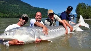 Giant White Sturgeon in Fraser River Canada  FISH MONSTER HUNTING [upl. by Brittaney985]