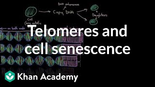 Telomeres and cell senescence  Cells  MCAT  Khan Academy [upl. by Vassaux]