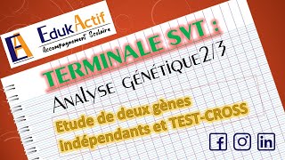 Lanalyse génétique  Terminale Spécialité SVT  Partie 23 Deux gènes indépendants et TestCross [upl. by Attevad959]