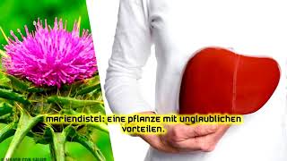 Mariendistel Eine Pflanze mit unglaublichen Vorteilen [upl. by Yniar]