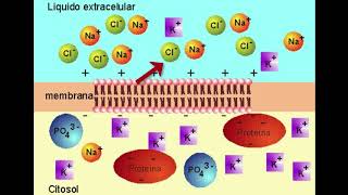 VIDEO 5 LA ACTIVIDAD ELÉCTRICA DE LA NEURONA [upl. by Akierdna]