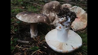 Gołąbek czarniawy Russula nigricans [upl. by Ecinhoj]