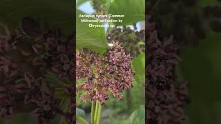 Common Milkweed Asclepias syriaca pollination by Long Legged Flies Chrysosoma sp nativespecies [upl. by Zweig84]