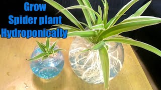 How to grow spider plant in water  Hydroponic method [upl. by Fabron]