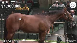 Intro to how to lunge a yearling horse [upl. by Aerdnu15]