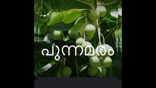 Calophyllum inophyllum Punnamaram [upl. by Lot]