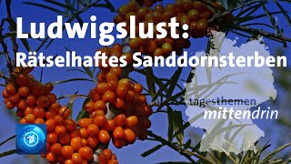 Ludwigslust Rätselhalftes Sanddornsterben  tagesthemen mittendrin [upl. by Aztirak]